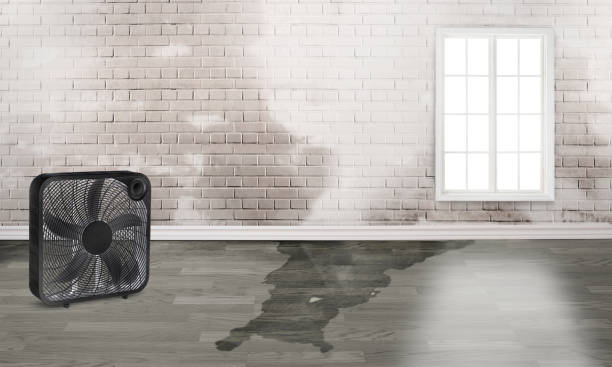 Best Mold removal after water damage  in Levelland, TX