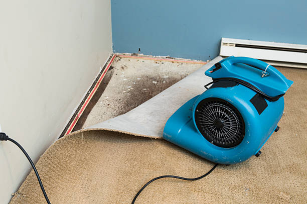Best Professional water damage repair  in Levelland, TX